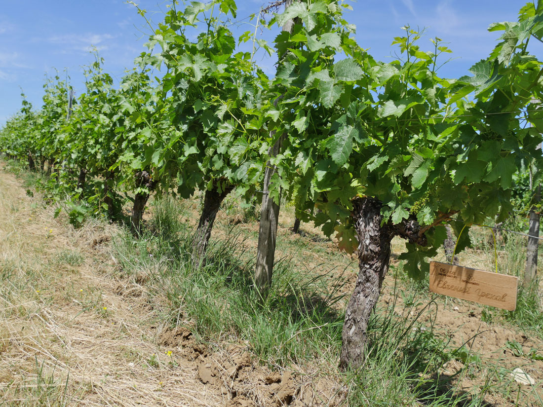 Виноградник на урожай